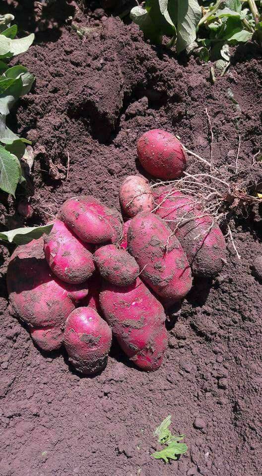SweetPotato Production in Kenya